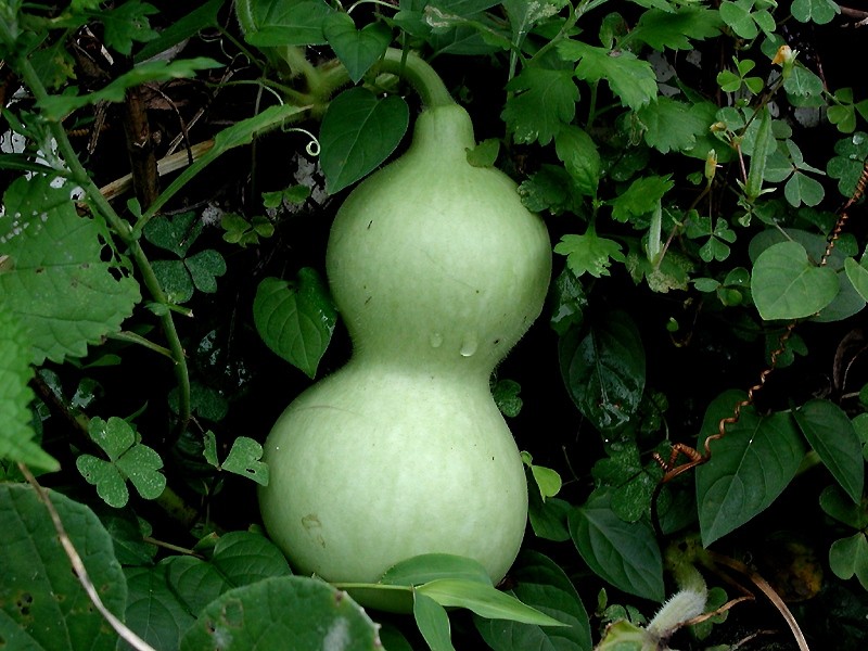Bottle Gourd Seeds