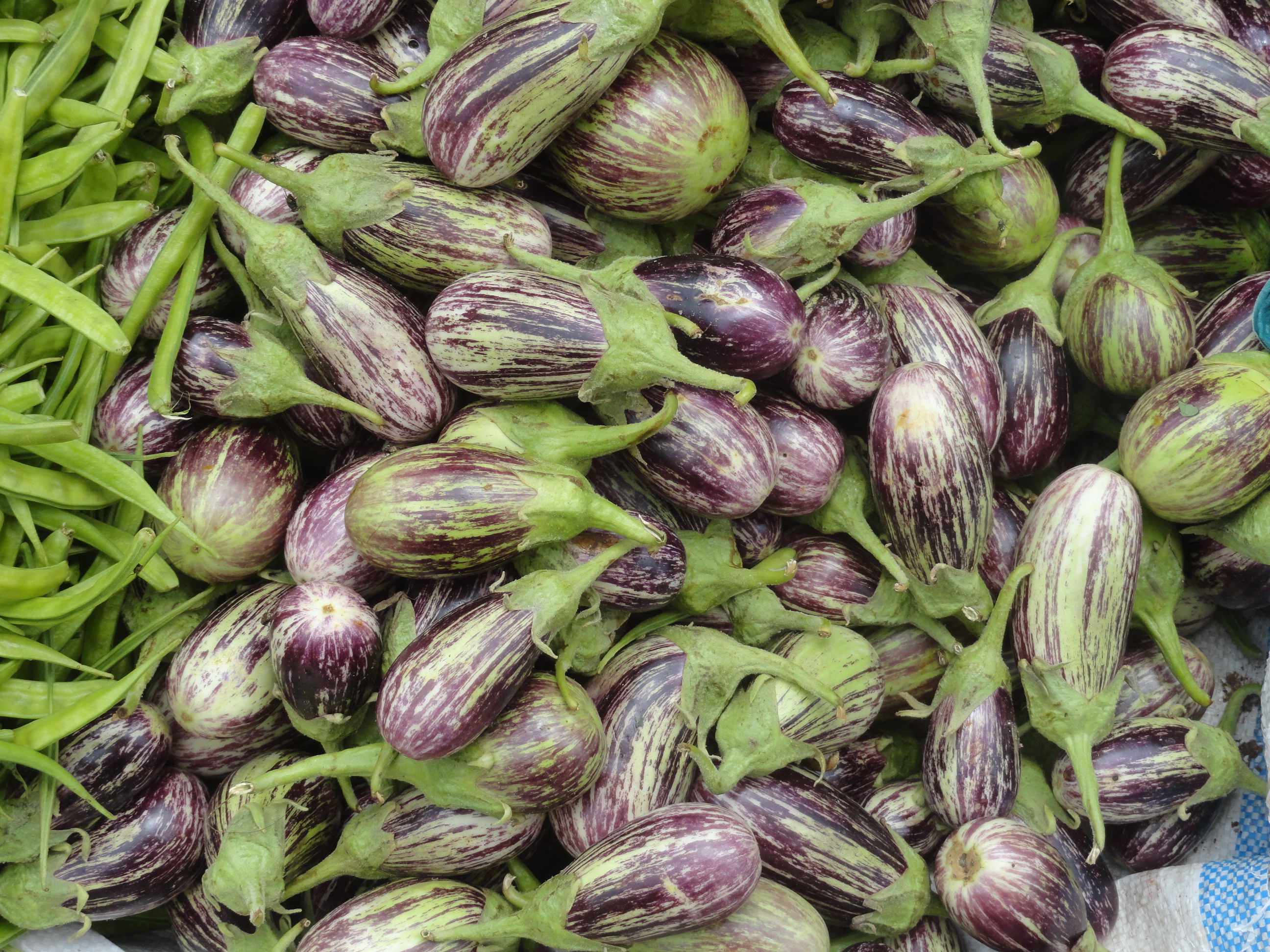 Brinjal Seeds