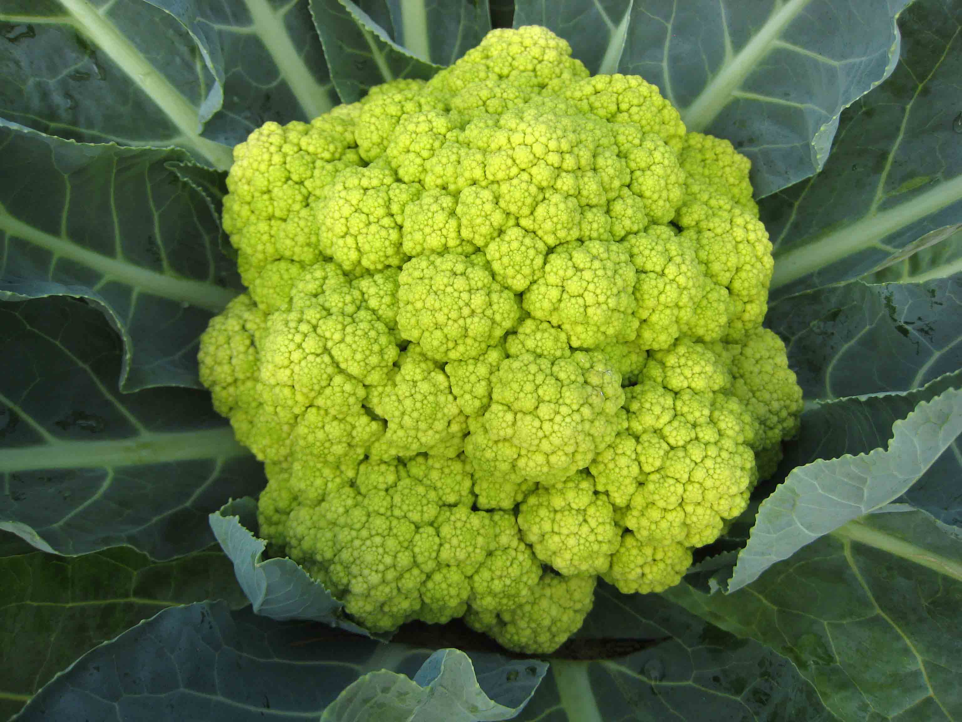 Cauliflower Seeds