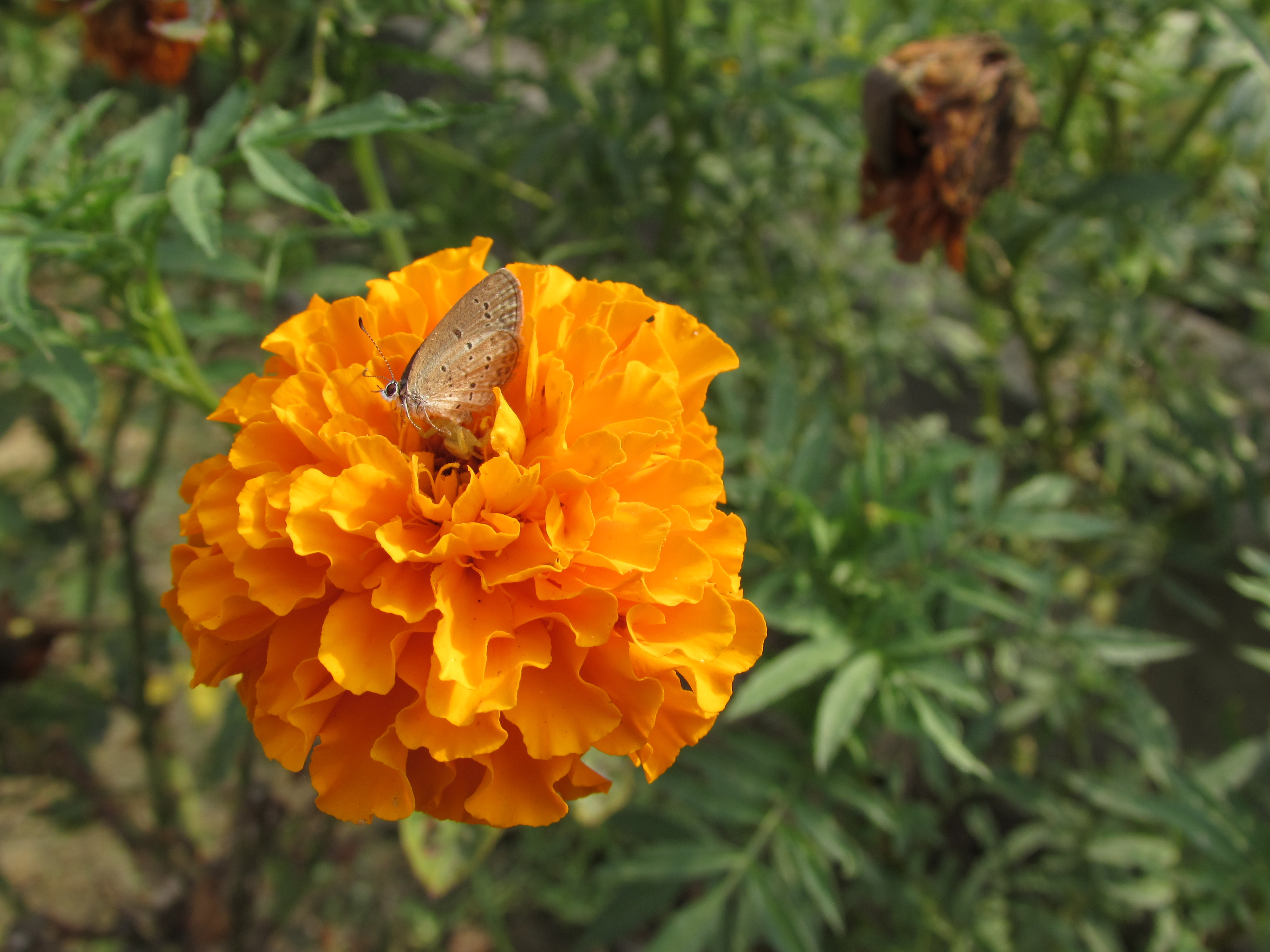 Marigold Seeds