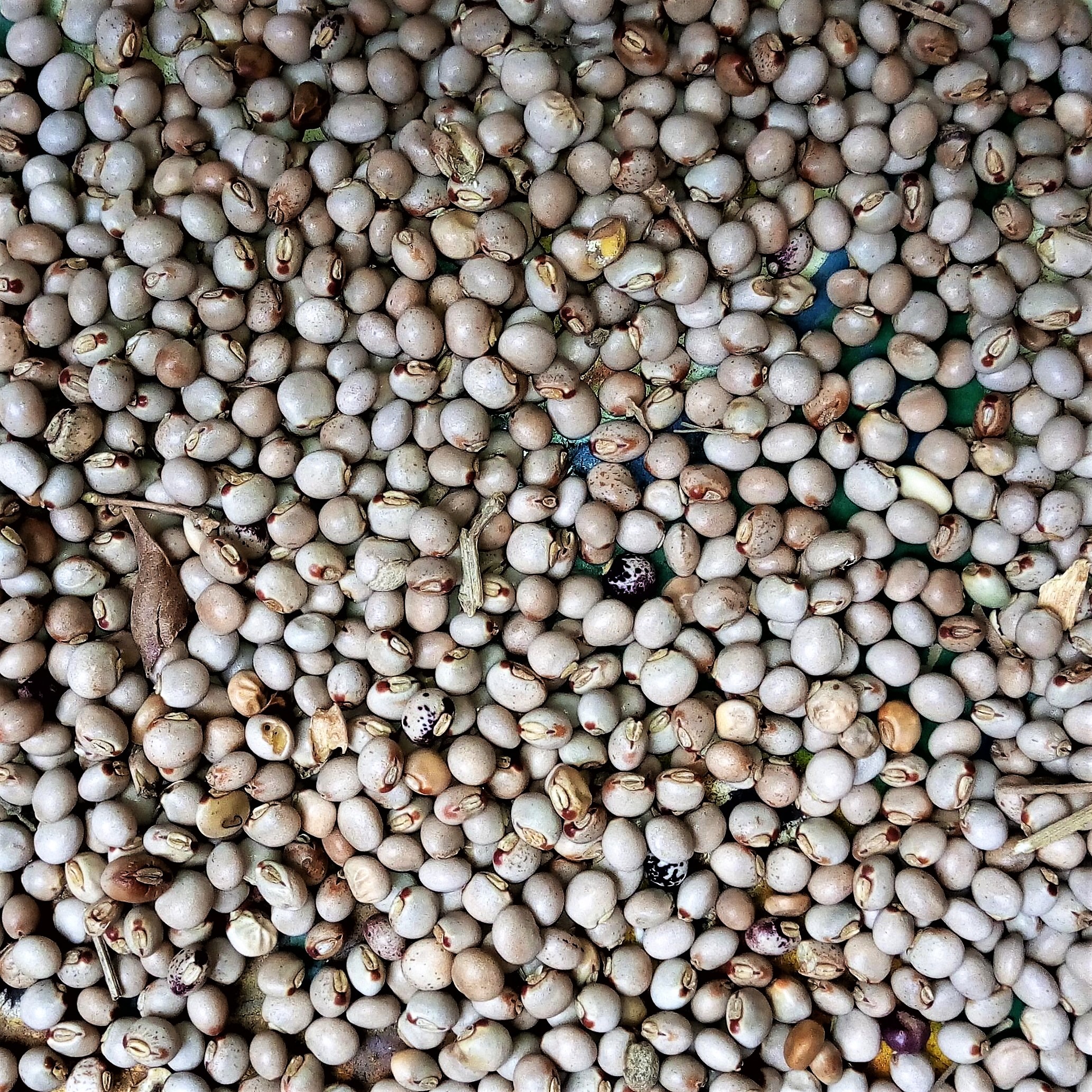 Pigeon Pea Seeds